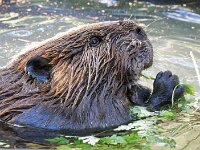 Animal Beaver 01 010A1490