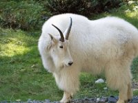 Animal Goat 01 010A1536