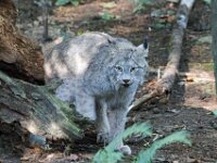 Animal Lynx 02 010A1601