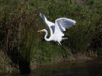Egret 02 010A1140