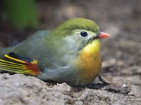 Finch