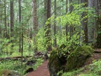 Forest 02 010A0887