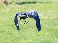 Herron 02 w Snake