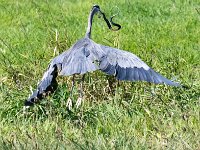 Herron w Snake 010A1214