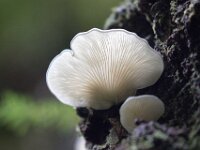 Mushroom 01 (2)