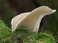 Mushroom 02