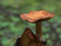 Mushroom 04 010A0913
