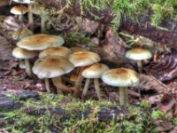 Mushroom 05 010A1701 2 3 tonemapped