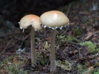 Mushroom 06 010A1795
