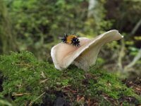 Mushroom 07 010A1784