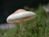 Mushroom 08 010A1686