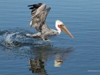 Pelican