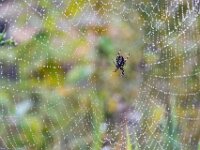 Spider 01 010A1414