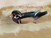 Wood Duck