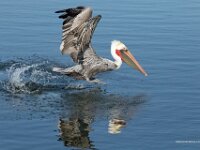 Pelican