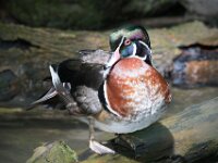 Duck