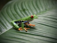 Frog