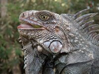 Iguana