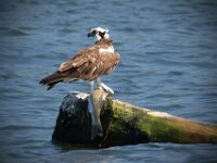 Osprey with Fish
