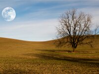 Palouse Tree