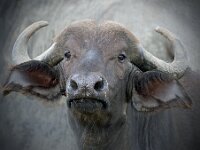 Cape Buffalo