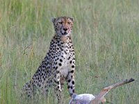 Chetah with Kill