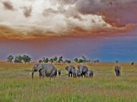 Elephants Sunset