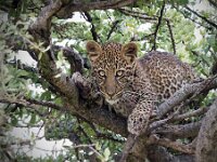 Leopard Cub