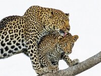 Leopard with Cub