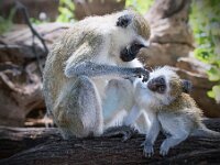 Monkeys