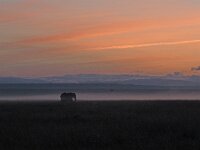 Sunrise with Elephant
