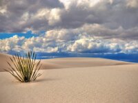 Dune Plant