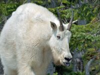 Mountain Goat