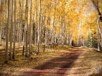 Fall Color