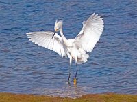 Egret Landing