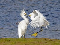 Egrets Dualing