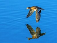Flying Duck
