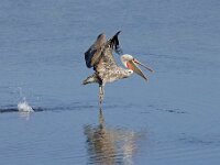 Pelecan Takeoff