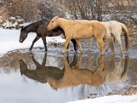 Horse Reflections