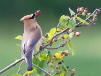 Cedar WaxWing