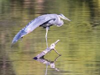 Heron Wing Stretch