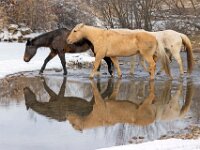 Horse Reflections