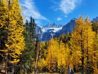 Larch Valley