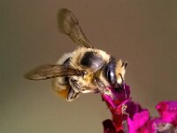 Bee on Flower