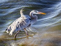 Herron