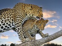 Leopard with Cub