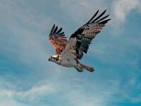 Osprey
