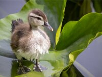 Resting Ducklet
