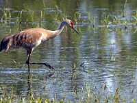 Sandhill Crane Hunting