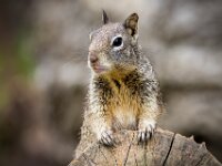 Squirrel On Log